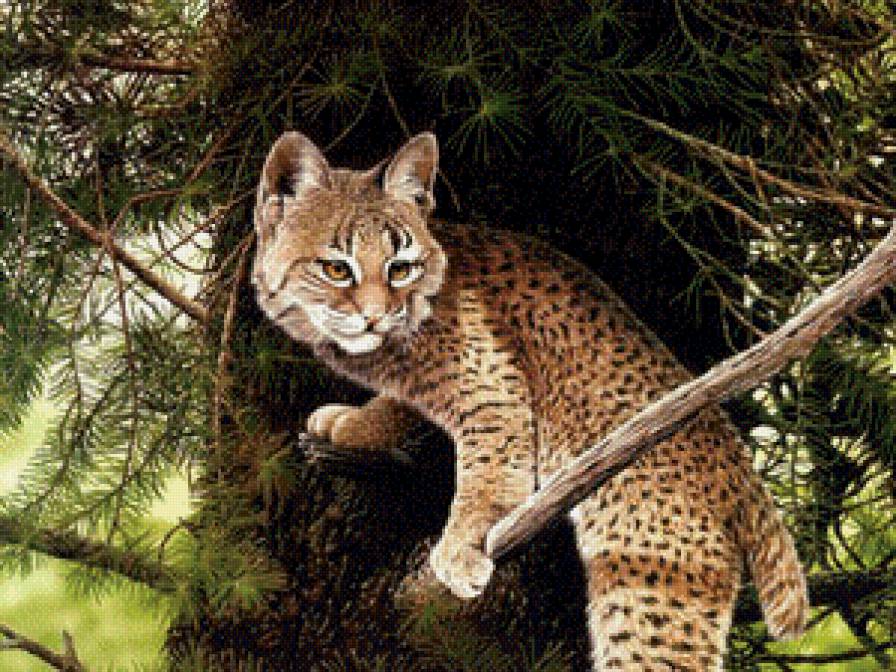 Дикая кошка. - кошки, животные - предпросмотр