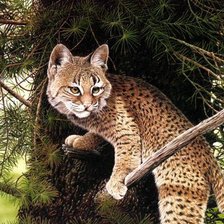 Схема вышивки «Дикая кошка.»