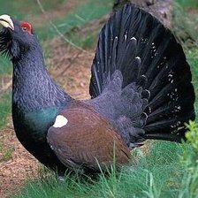 Схема вышивки «Глухарь.»