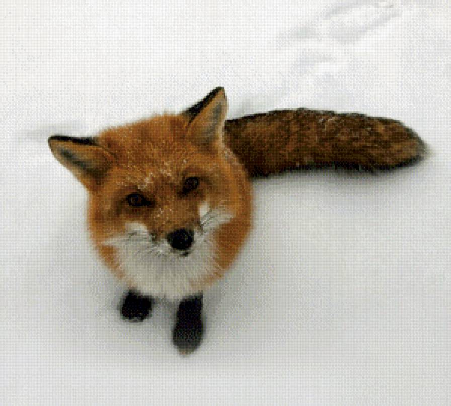 Лисонька )) - лисы, животные - предпросмотр