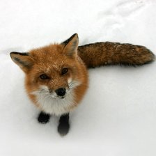 Схема вышивки «Лисонька ))»