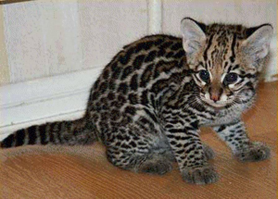 Котёнок - дикие кошки, котята, животные - предпросмотр