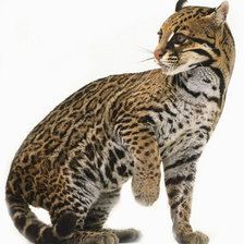 Схема вышивки «кот- оцелот»