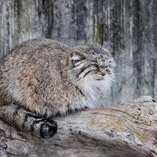 Схема вышивки «Лесной кот.»