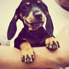 Схема вышивки «собачки»