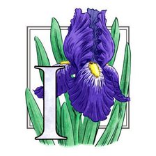 Схема вышивки «ирисы»