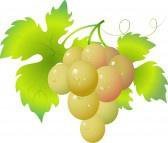 Схема вышивки «виноград»