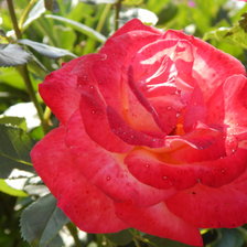 Схема вышивки «Картина "Розы"»