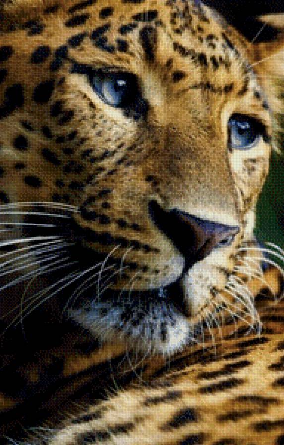 красавчик - животные, дикие кошки - предпросмотр