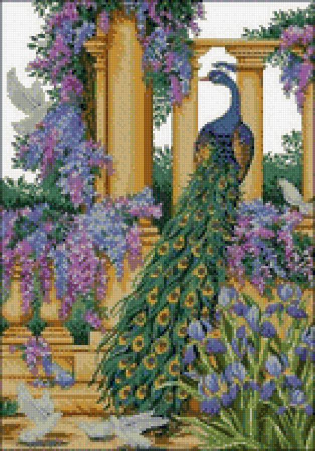 0159 - павлин, природа, птицы, картина, красота, лето, цветы - предпросмотр