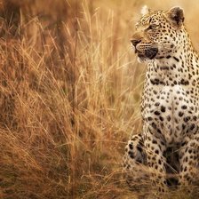 Схема вышивки «Леопард»