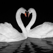 Схема вышивки «Пара лебедей.2»