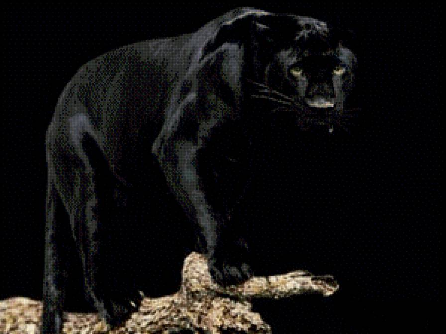 Пантера - животные, дикие кошки - предпросмотр