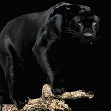 Схема вышивки «Пантера»