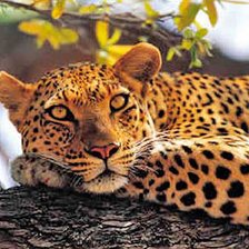 Схема вышивки «Леопард»