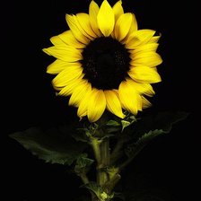 Схема вышивки «Подсолнух»