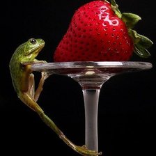 Схема вышивки «Лягушка»