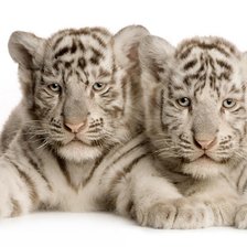 Схема вышивки «Тигрята.»