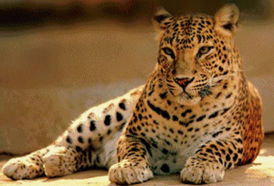 леопард - кошка, хищник, леопард - предпросмотр