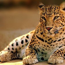 Схема вышивки «леопард»