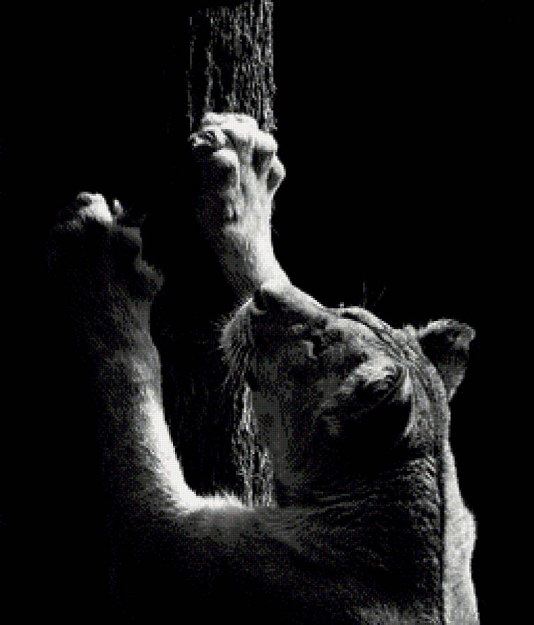 Тигр - животные, дикие кошки - предпросмотр