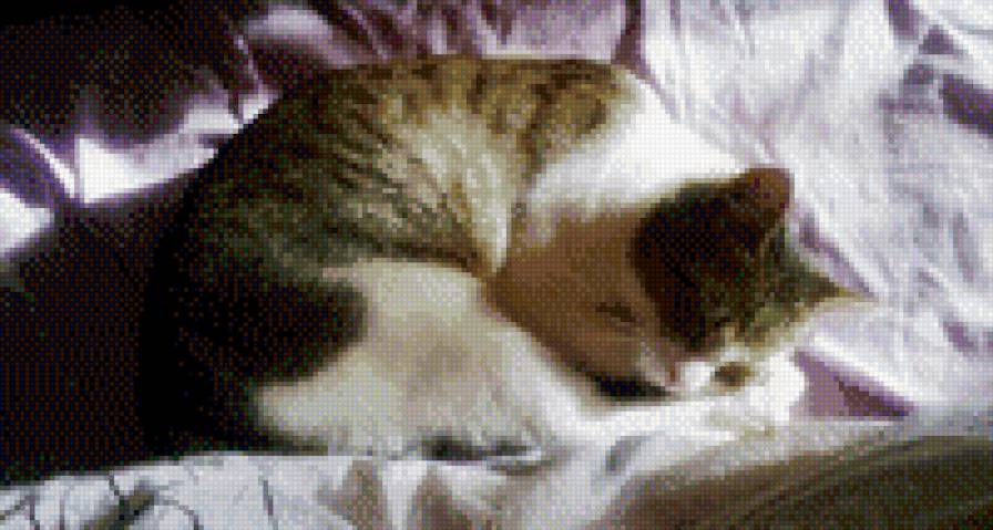 Котик - животные - предпросмотр