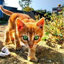 Схема вышивки «котенок»