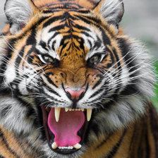 Схема вышивки «тигр»