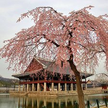 Схема вышивки «сакура»