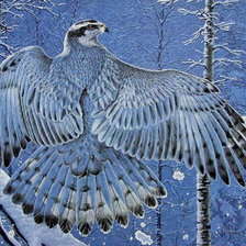 Схема вышивки «пернатый красавец»