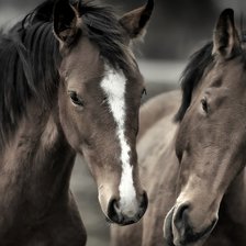 Схема вышивки «пара лошадей»