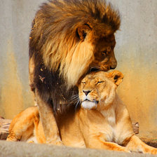 лев и львица