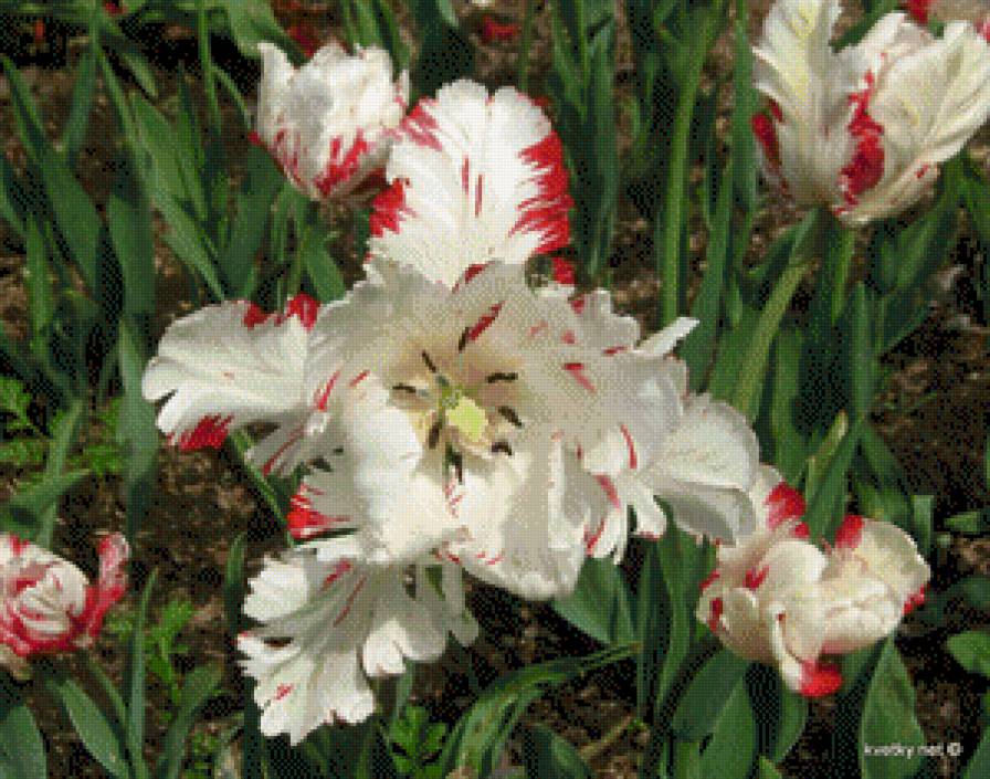 Белые тюльпаны - цветы - предпросмотр