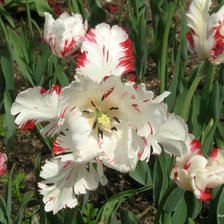 Схема вышивки «Белые тюльпаны»