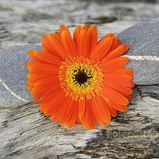 Схема вышивки «гербера»