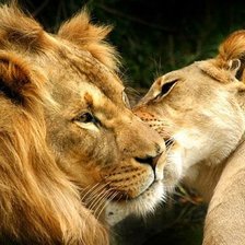 Схема вышивки «Львы»