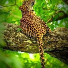 Схема вышивки «Леопард»