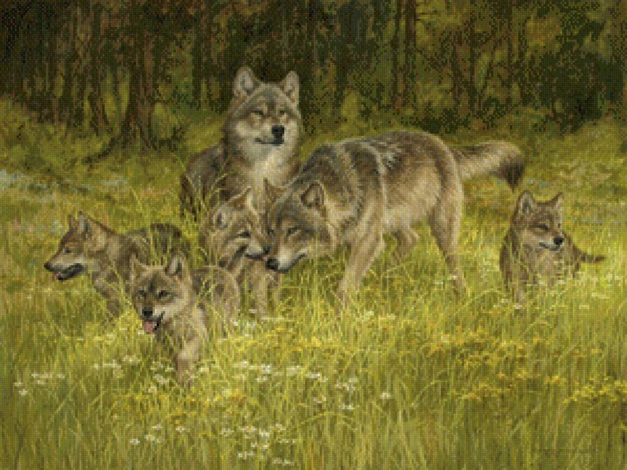 Волки - животные, волк - предпросмотр