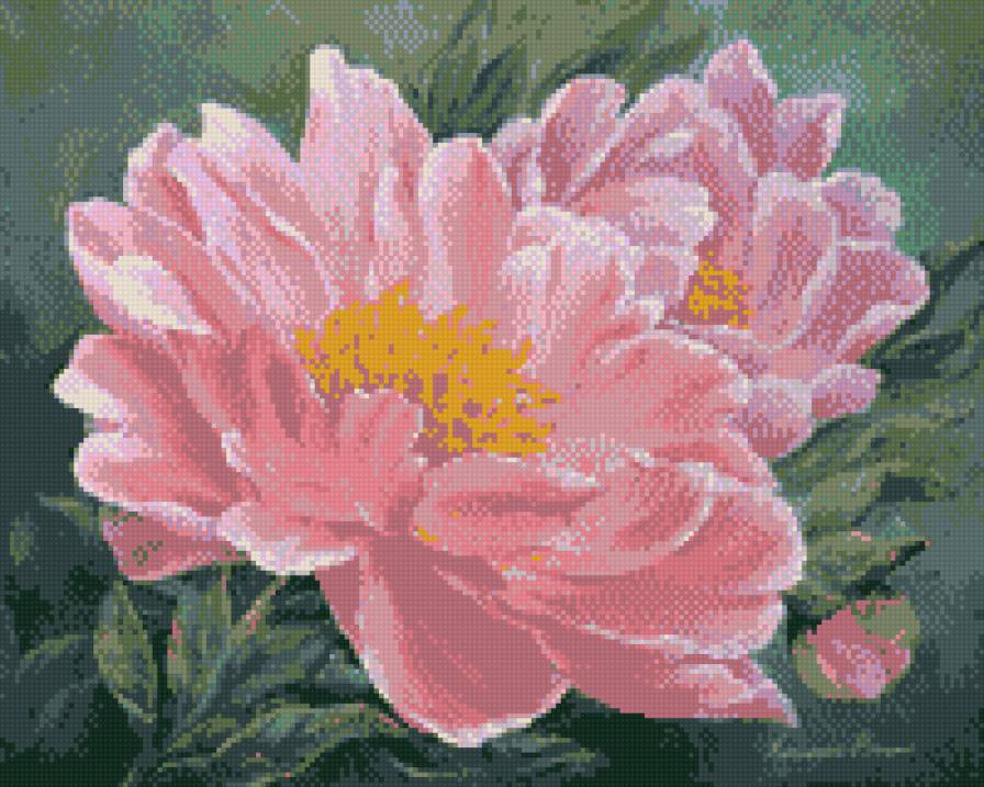 пион - цветы - предпросмотр