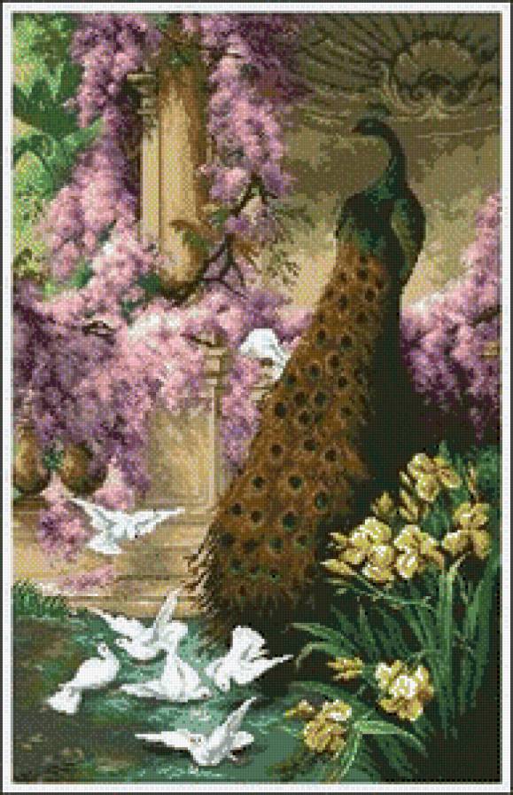 павлин - птицы - предпросмотр