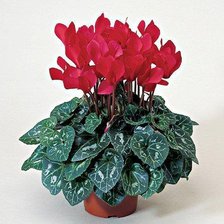 Схема вышивки «Цикламенчик»