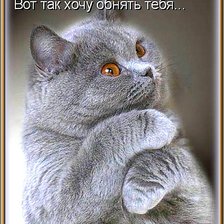 Схема вышивки «Котейка»