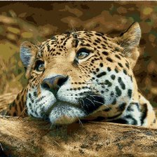 Схема вышивки «кисонька»