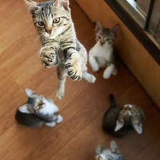 Схема вышивки «Кисы»