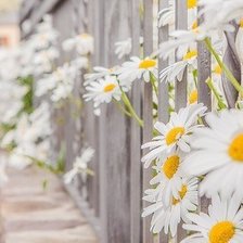 Схема вышивки «ромашки»