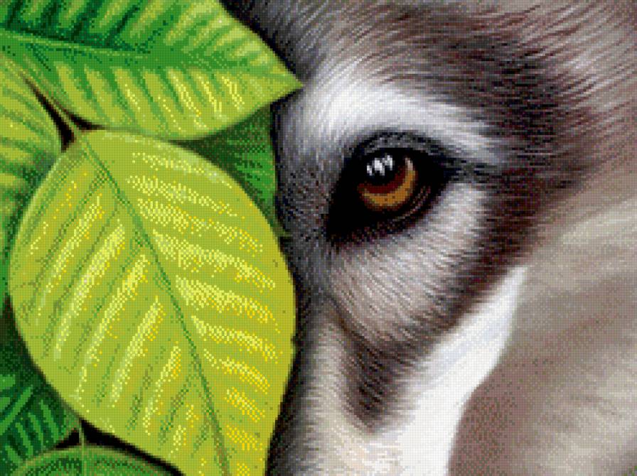 взгляд хищника - волк, листья, живопись - предпросмотр