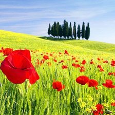 Схема вышивки «Маки»