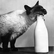 Схема вышивки «Cиамец»