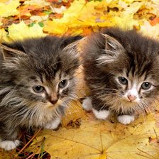 Схема вышивки «КОТЯТА»