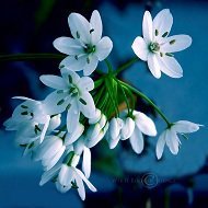 Схема вышивки «Земные звезды»